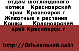 отдам шотландского котика - Красноярский край, Красноярск г. Животные и растения » Кошки   . Красноярский край,Красноярск г.